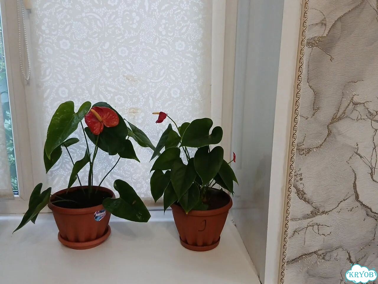 Антуриум красный цветущий фото 9