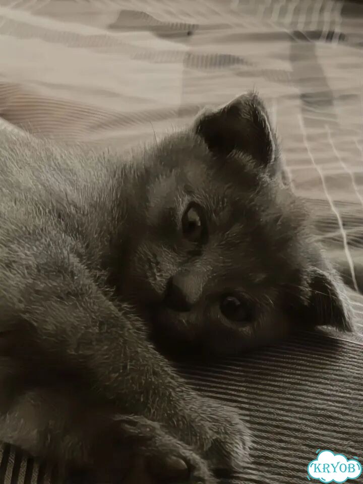 Шотландский вислоухий короткошёрстный котёнок фото 1