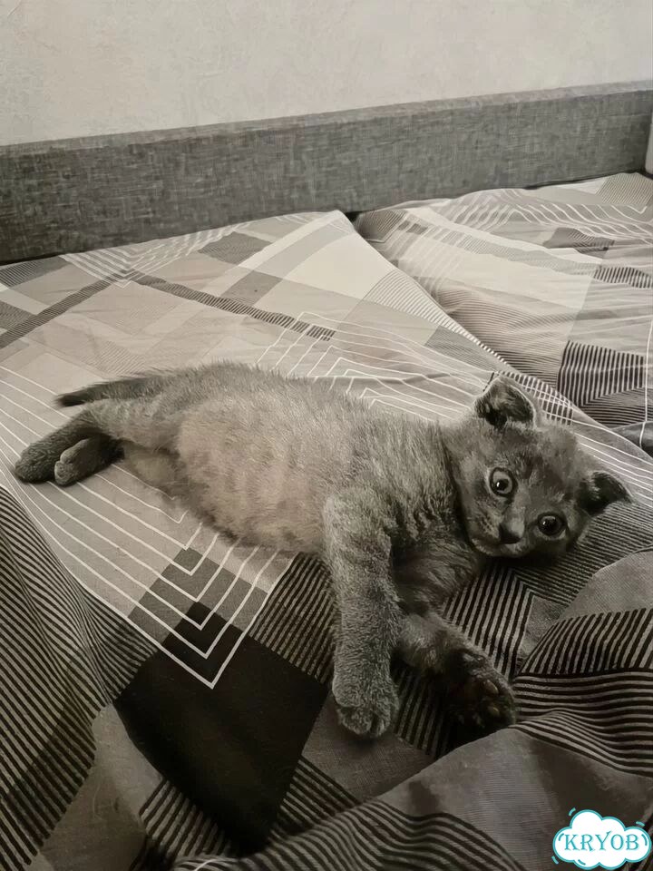 Шотландский вислоухий короткошёрстный котёнок фото 2