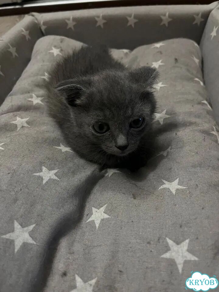 Шотландский вислоухий короткошёрстный котёнок фото 3