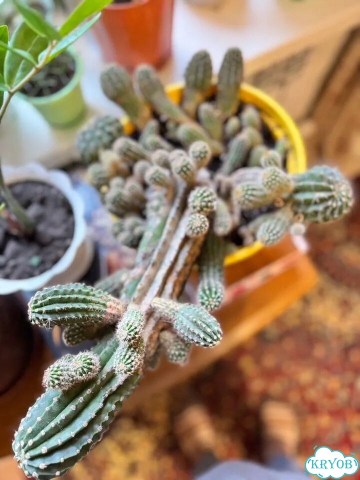 Кактус фото 1