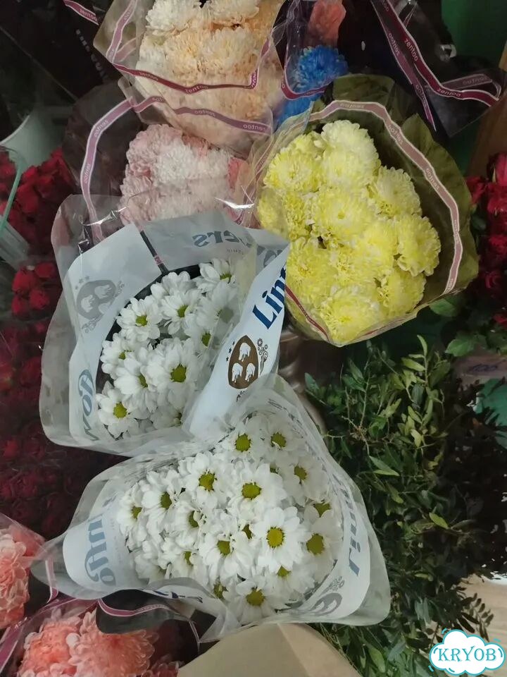 Хризантема фото 3