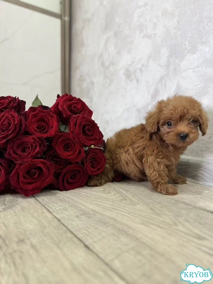 Мальтипу, щенок фото 1
