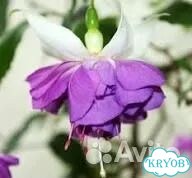 Фуксия фото 4