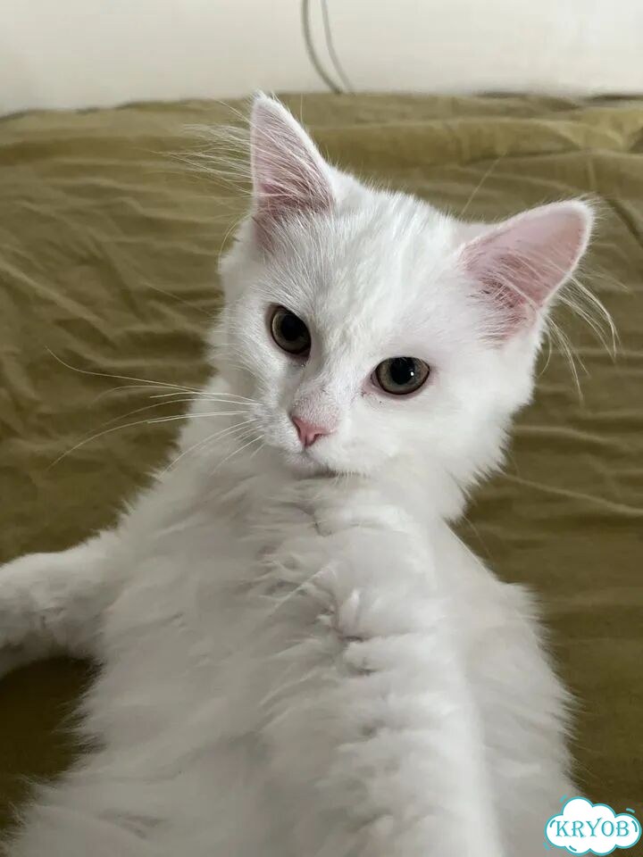 Турецкая ангора котёнок фото 1