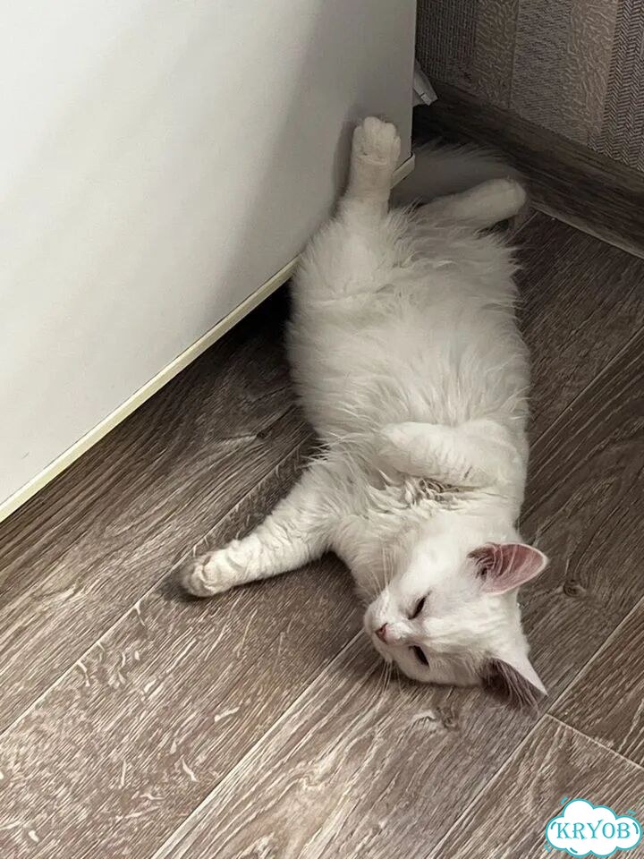 Турецкая ангора котёнок фото 2