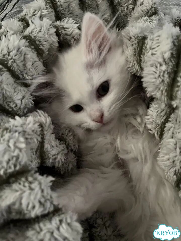 Турецкая ангора котёнок фото 3