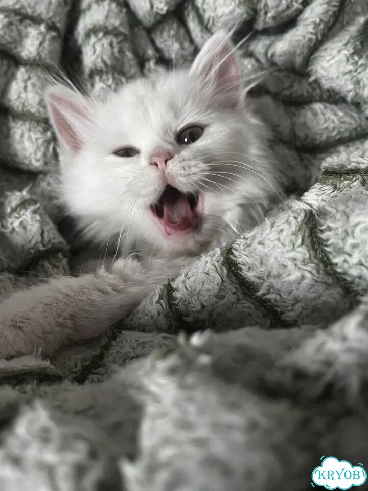 Турецкая ангора котёнок фото 4