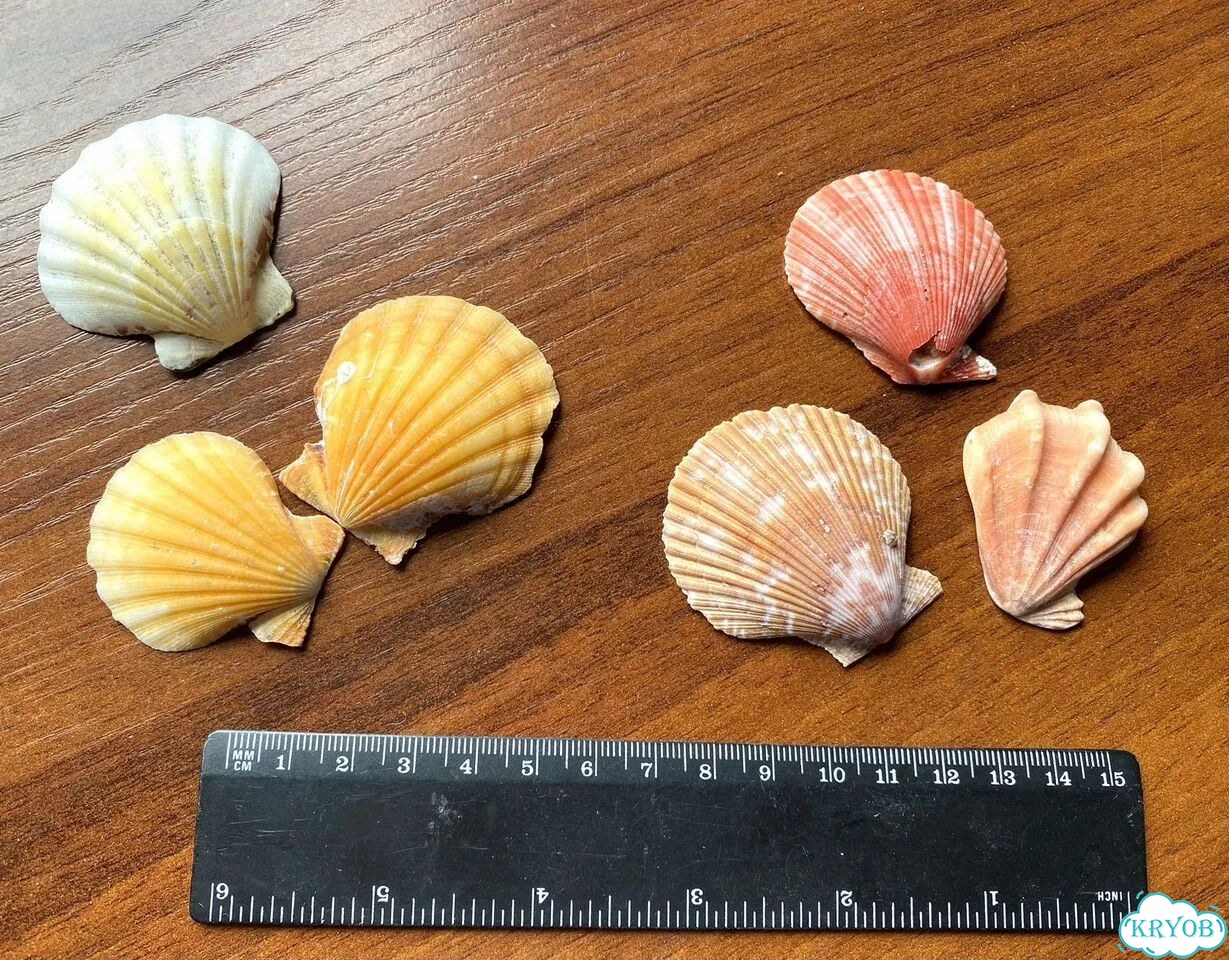 Натуральные морские раковины, ракушки фото 10
