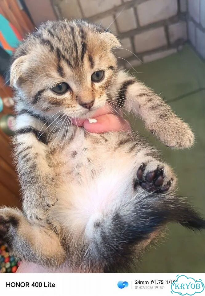 Шотландский вислоухий короткошёрстный котёнок фото 1