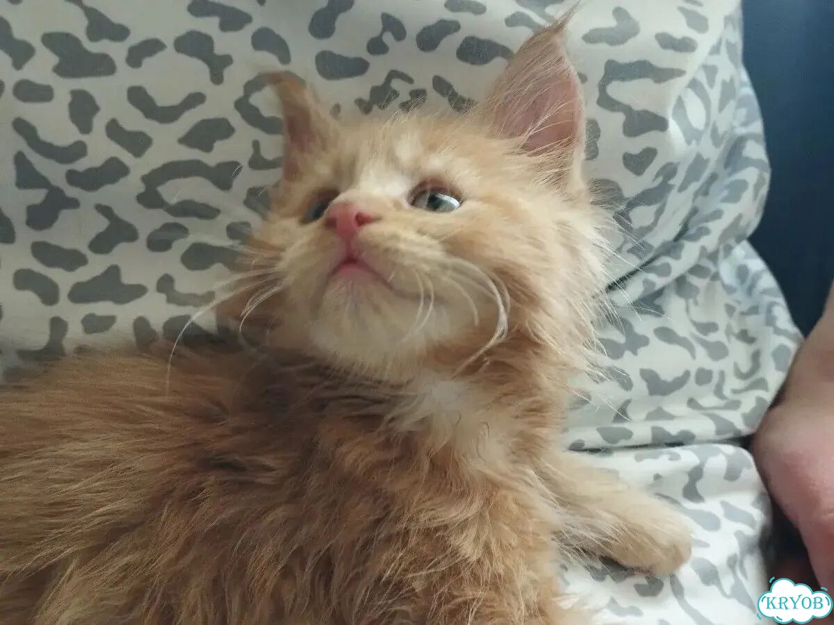 Мейн-кун котёнок фото 1