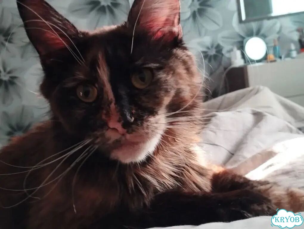 Мейн-кун котёнок фото 6