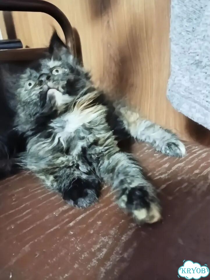 Мейн-кун котёнок фото 1