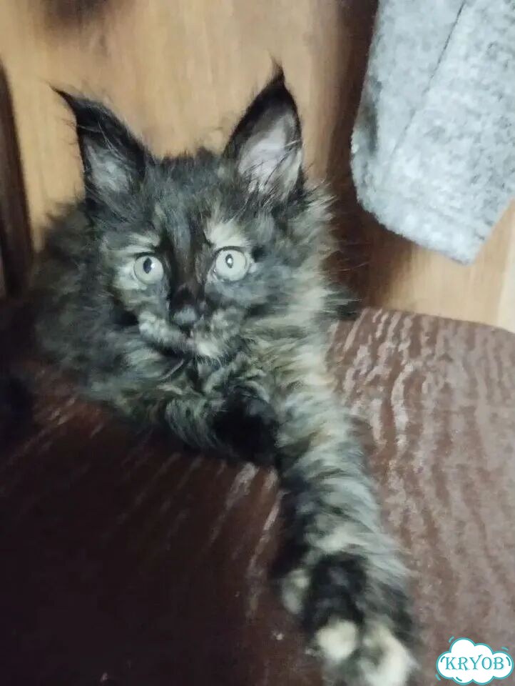 Мейн-кун котёнок фото 2