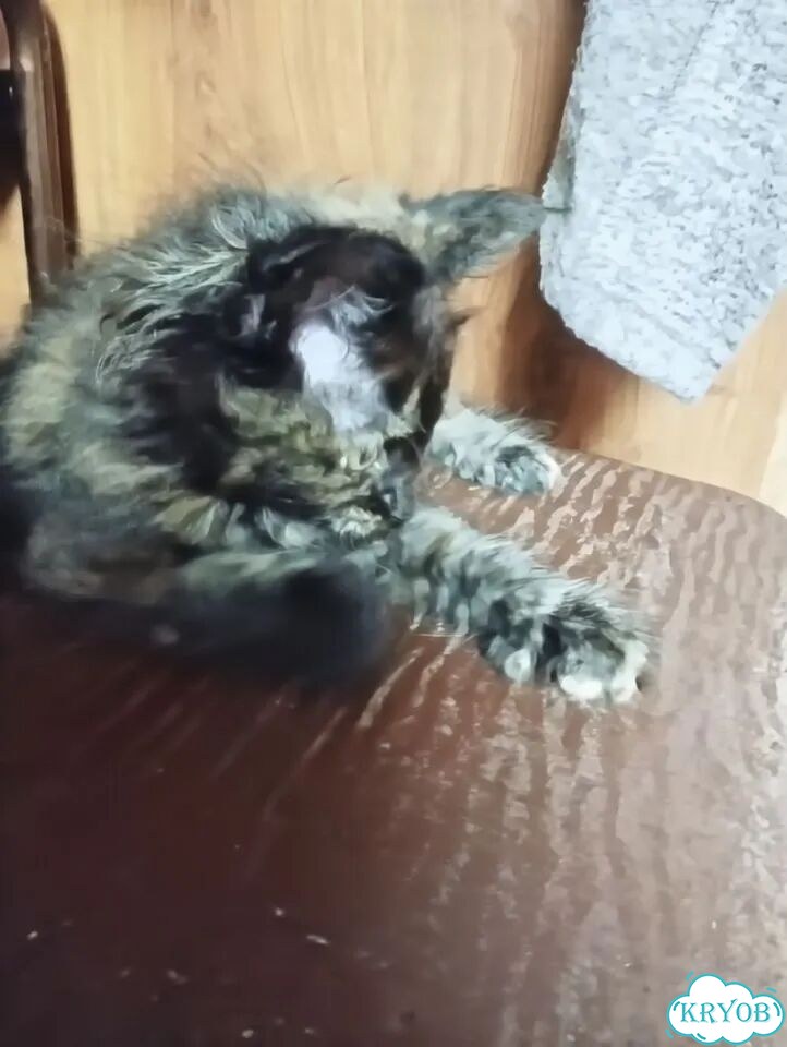 Мейн-кун котёнок фото 3