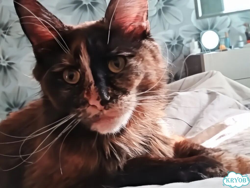 Мейн-кун котёнок фото 7