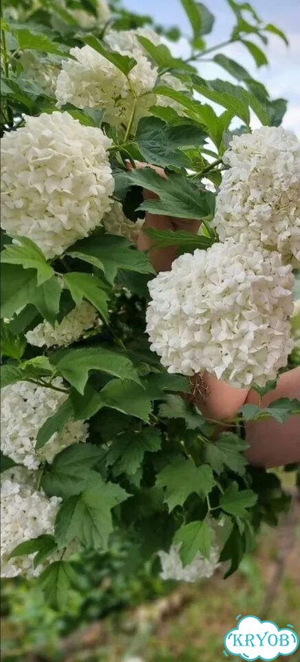 Калина декоративная фото 1