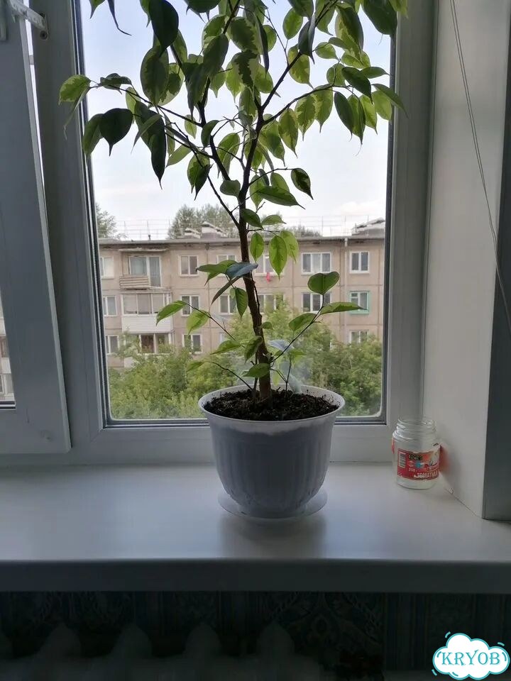 Фикус бенджамина фото 2