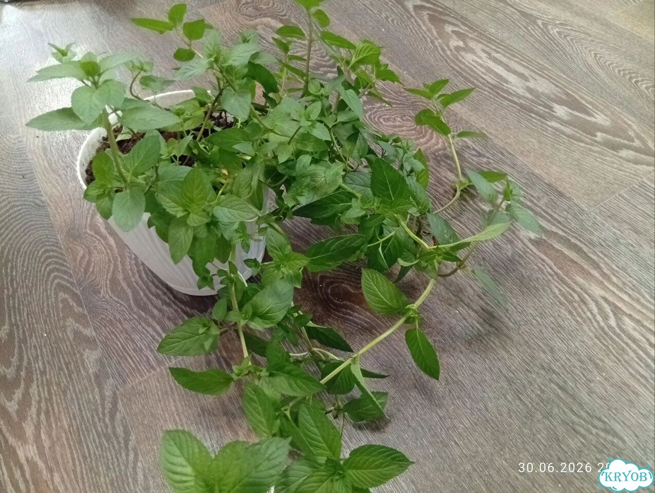 Мароканкая мята зкс фото 1