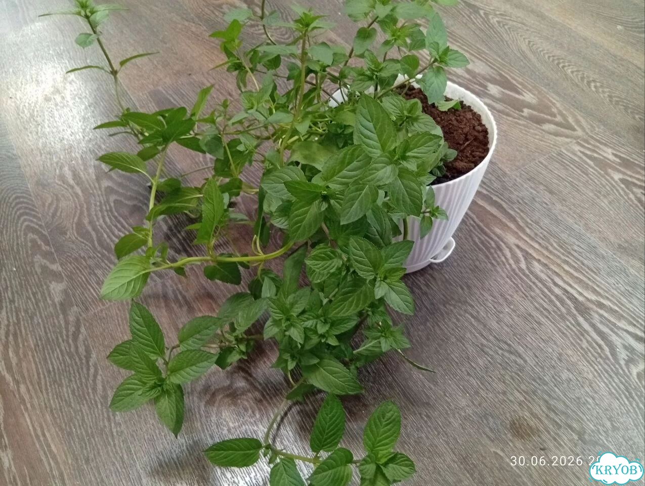 Мароканкая мята зкс фото 2