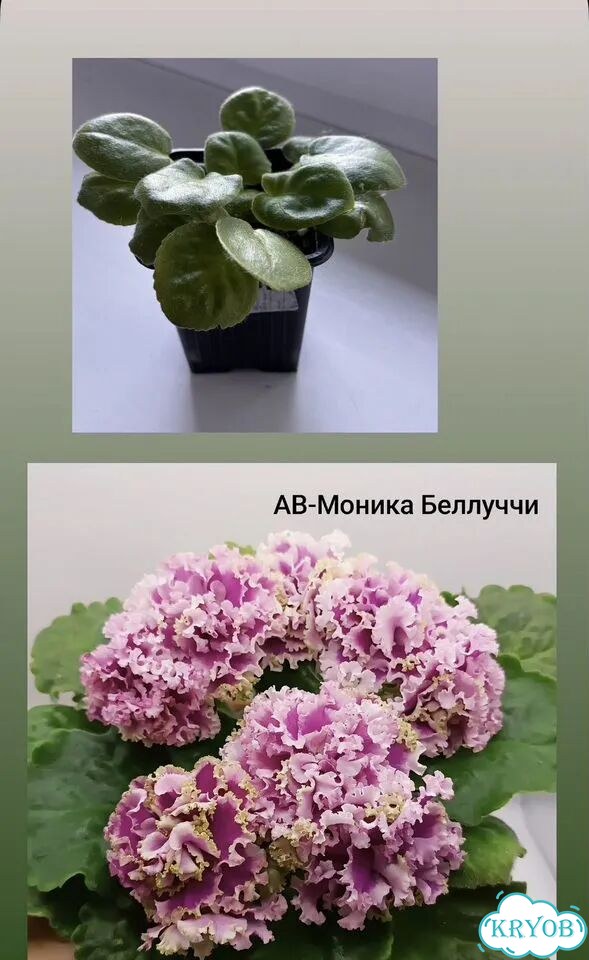 Фиалки детки фото 1