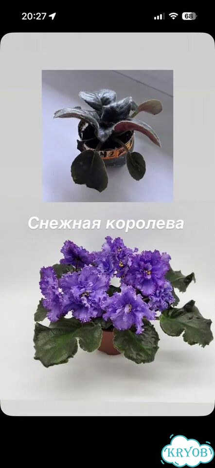Фиалки детки фото 2