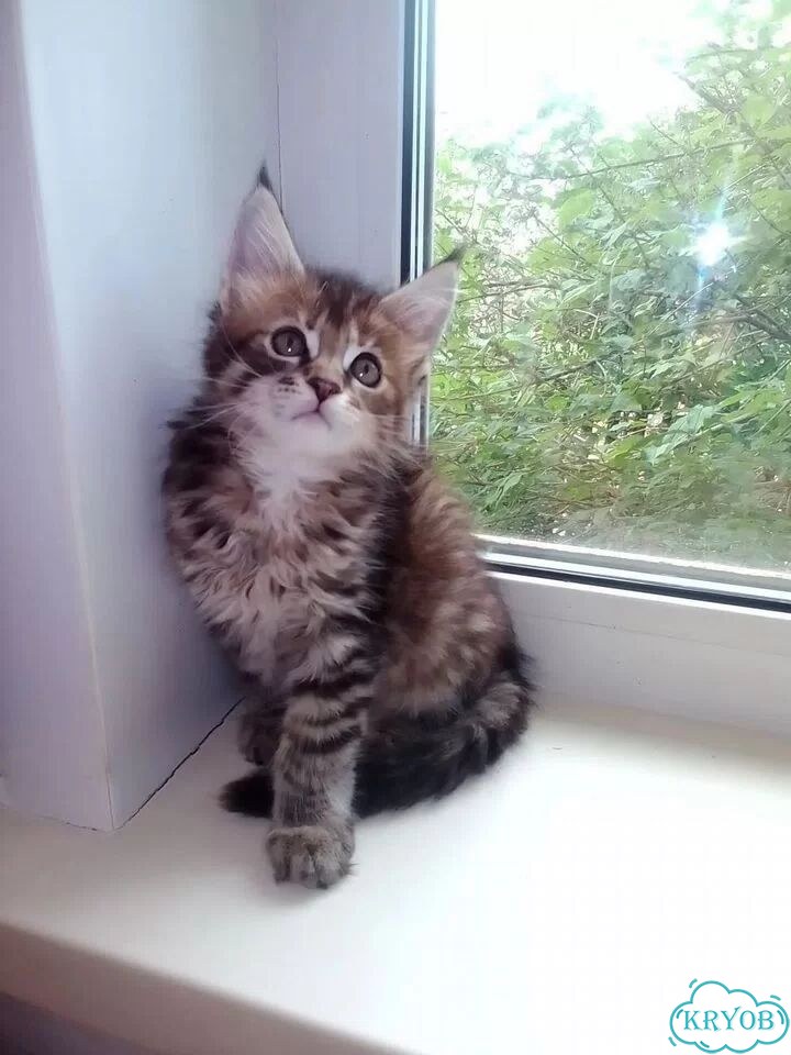 Мейн-кун котёнок фото 1