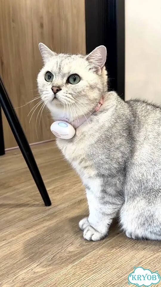 Умный ошейник для кошек и собак PettiChat c AI фото 2