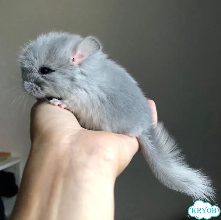 Шиншилла фото 1