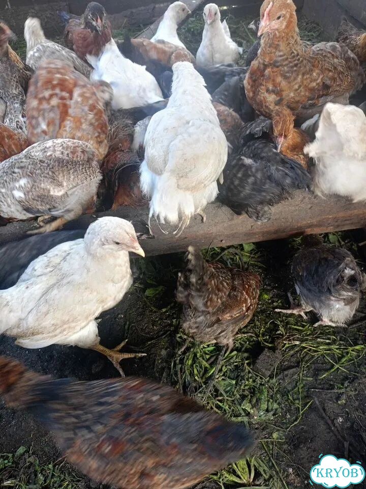 Продам курочек молодок фото 3