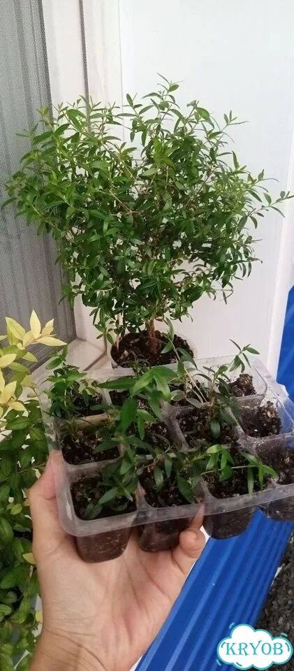 Комнатные растения фото 1