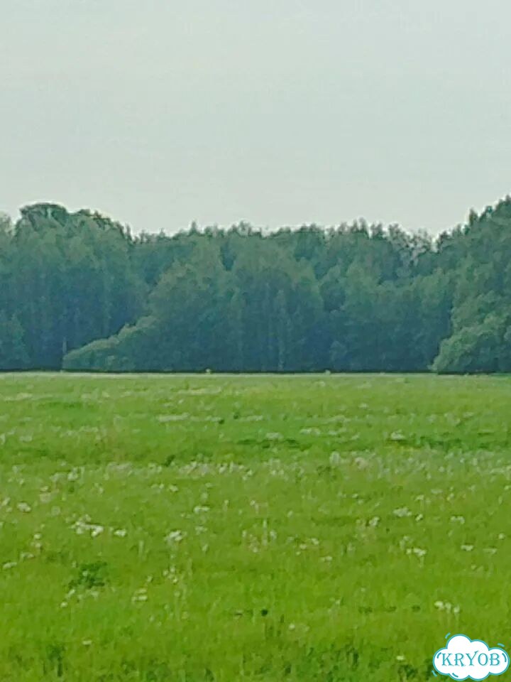 Сено в рулонах фото 1