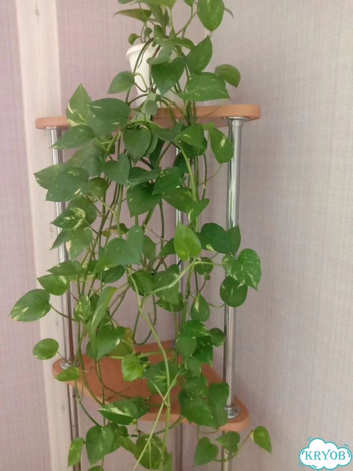 Продам цветы комнатные фото 1