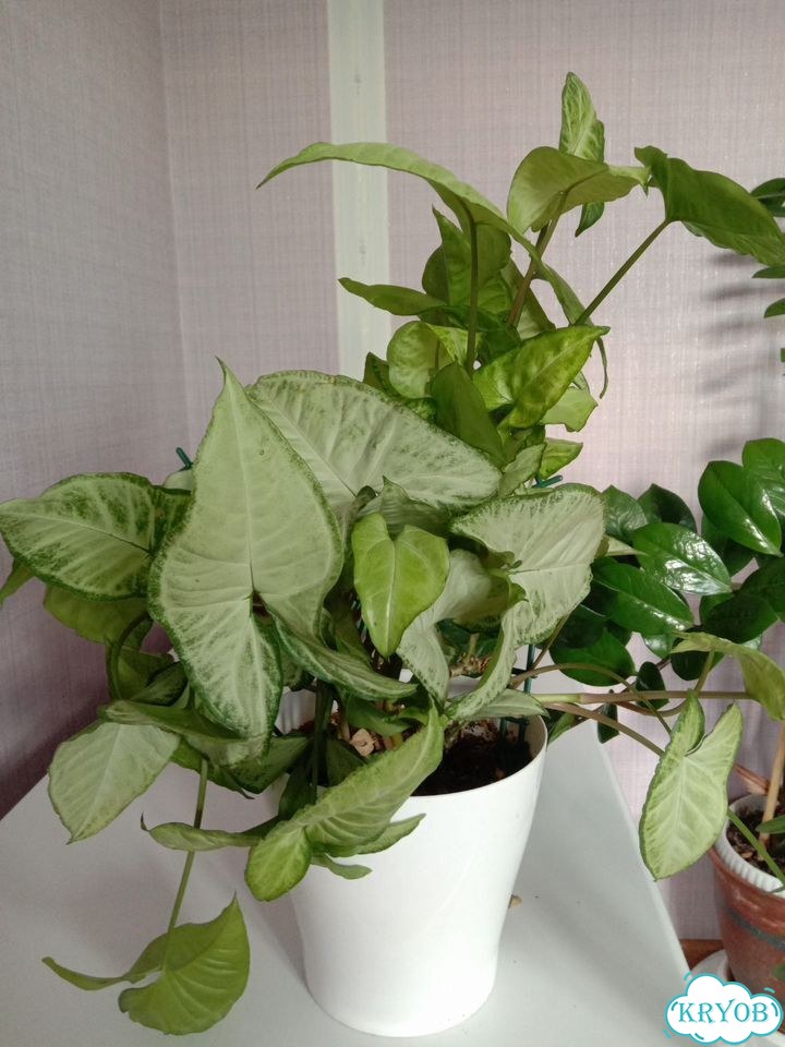 Продам цветы комнатные фото 3