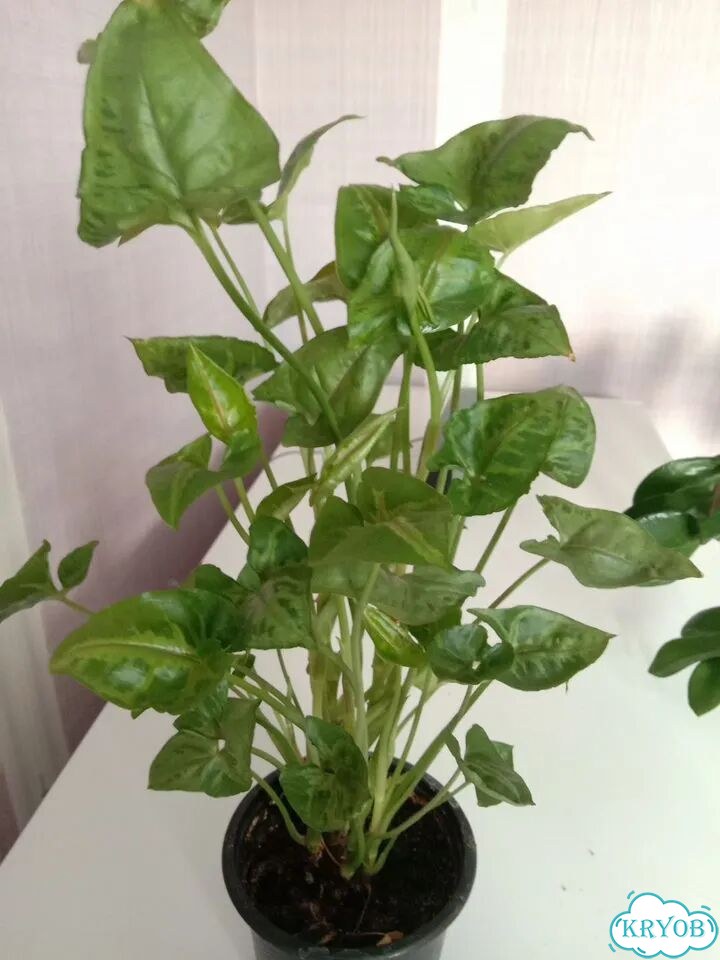 Продам цветы комнатные фото 5