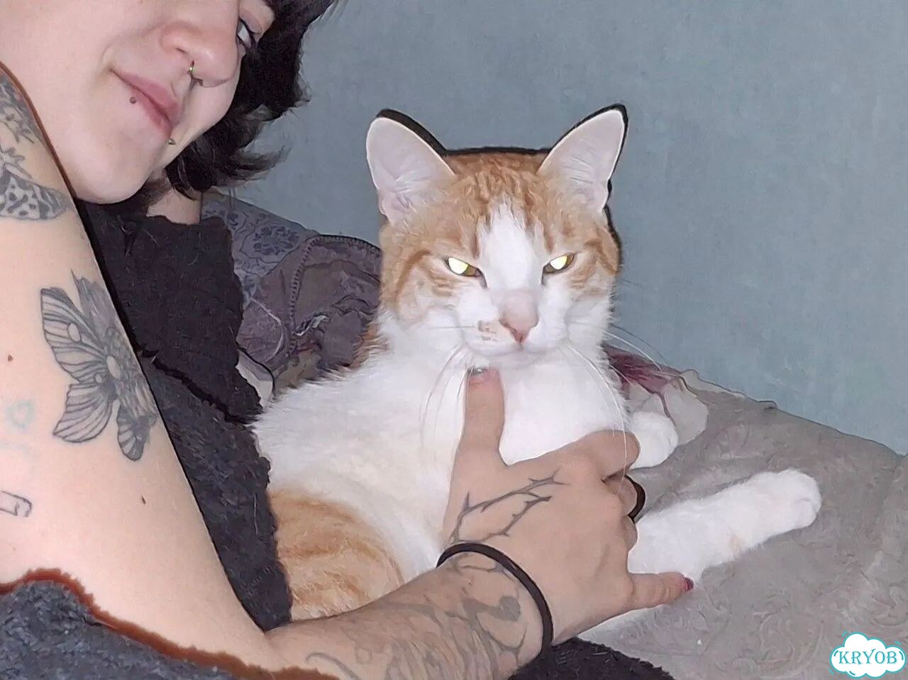 Взрослый кот от частного владельца фото 3