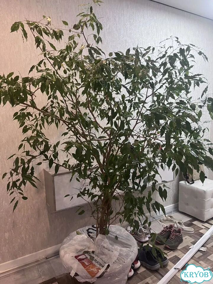 Фикус бенджамина фото 1