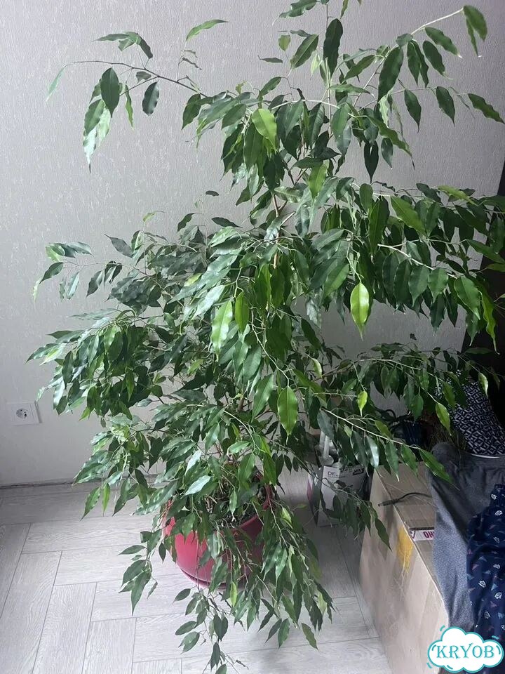 Фикус бенджамина фото 3
