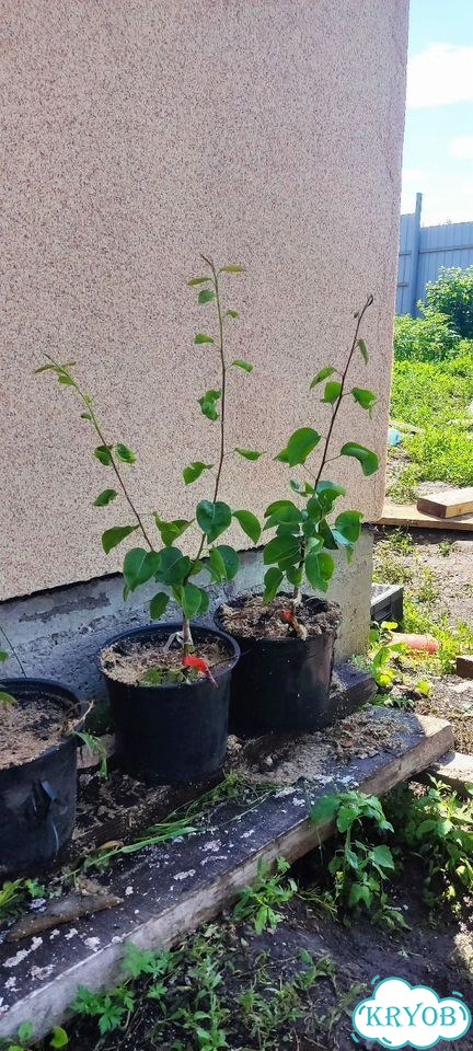 Продам саженцы груши фото 1