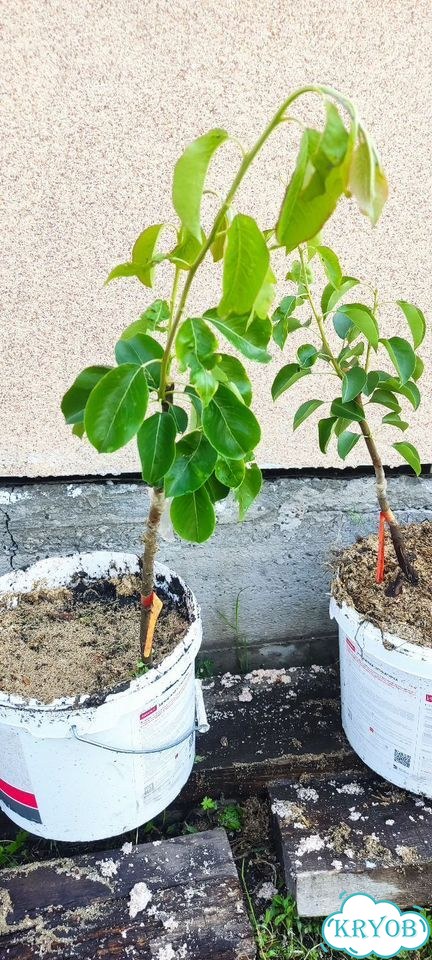 Продам саженцы груши фото 2