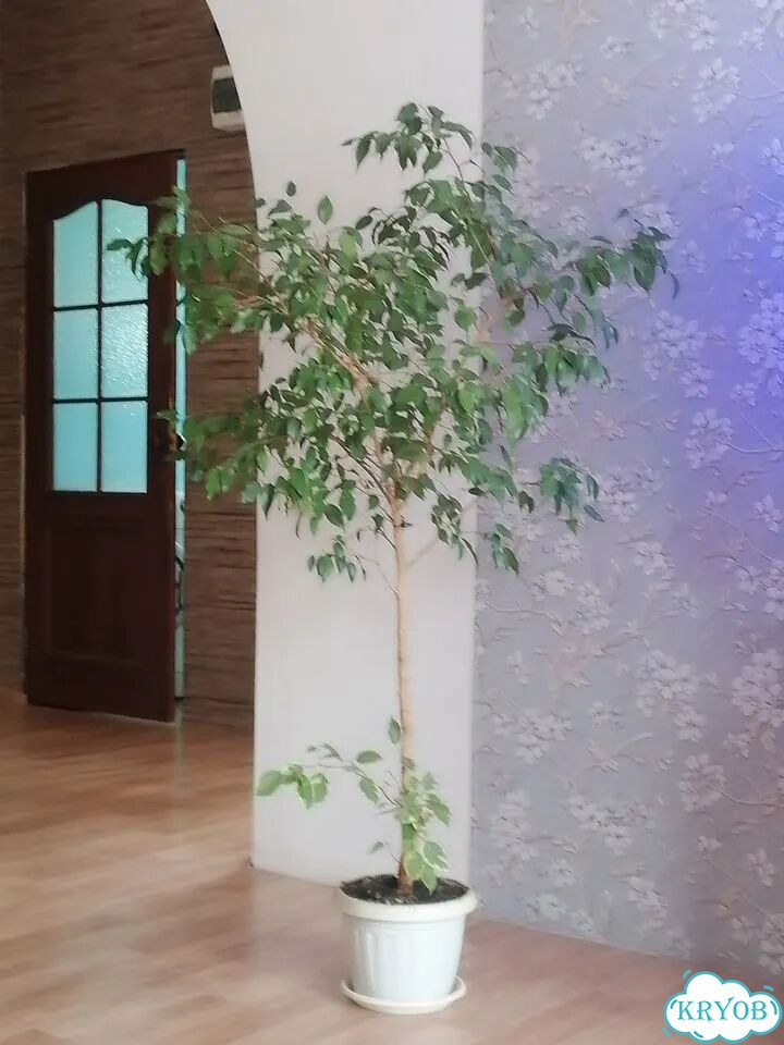 Фикус бенджамина большой фото 2