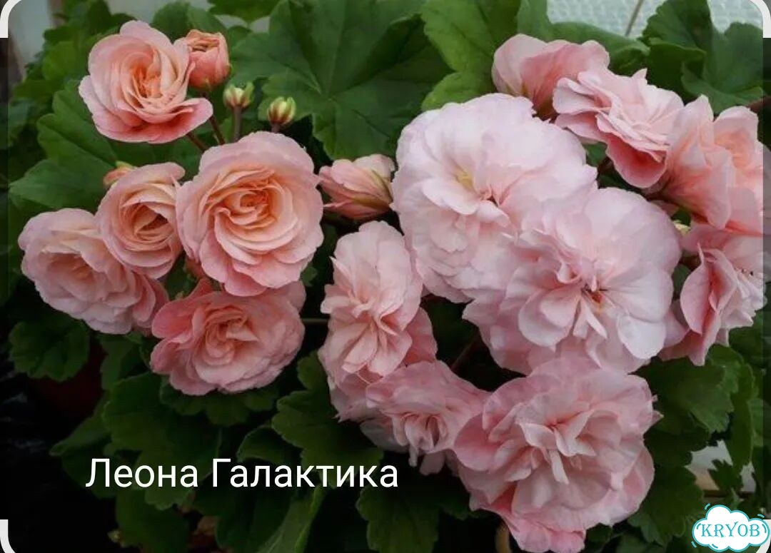 Пеларгония герань Леона Галактика фото 1