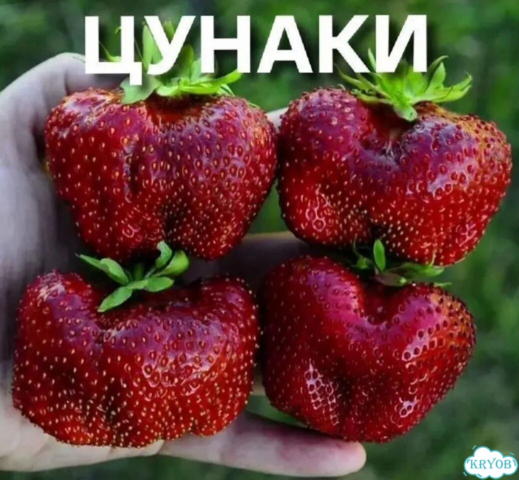 Рассада клубники Японской цунаки, зкс фото 1