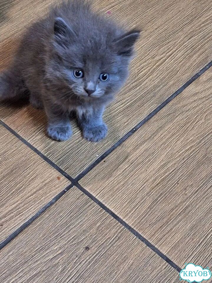 Котёнок в добрые руки фото 1