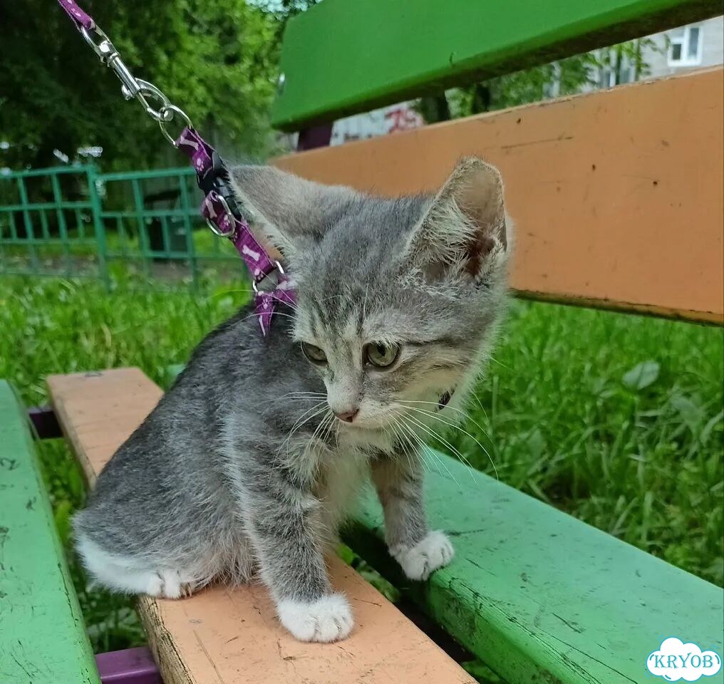 Курильский бобтейл короткошёрстный котёнок фото 2