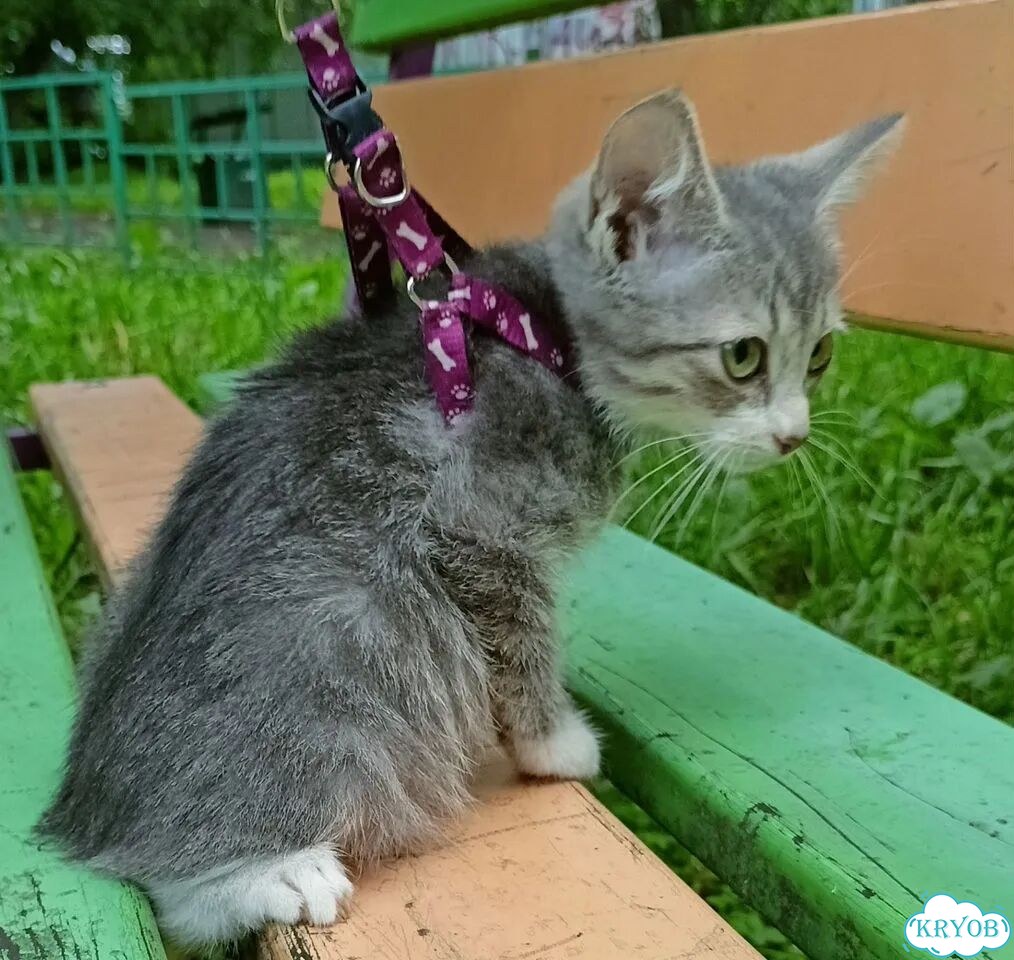Курильский бобтейл короткошёрстный котёнок фото 3