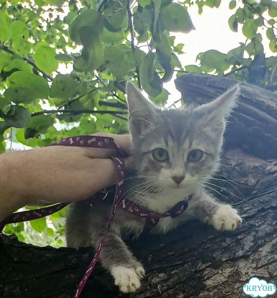 Курильский бобтейл короткошёрстный котёнок фото 4