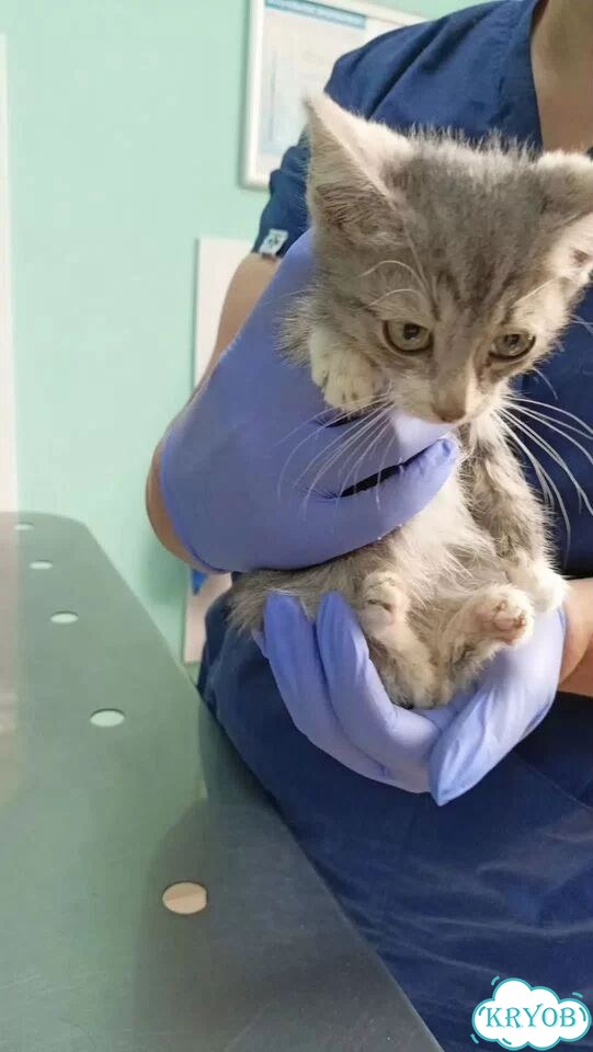 Курильский бобтейл короткошёрстный котёнок фото 6