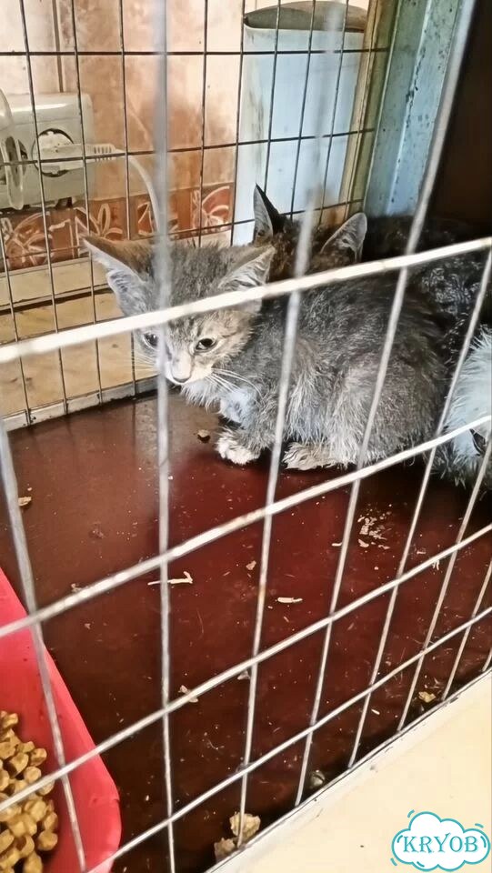 Курильский бобтейл короткошёрстный котёнок фото 8
