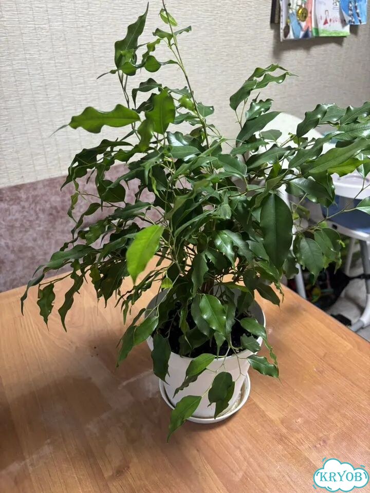 Фикус бенджамина фото 3